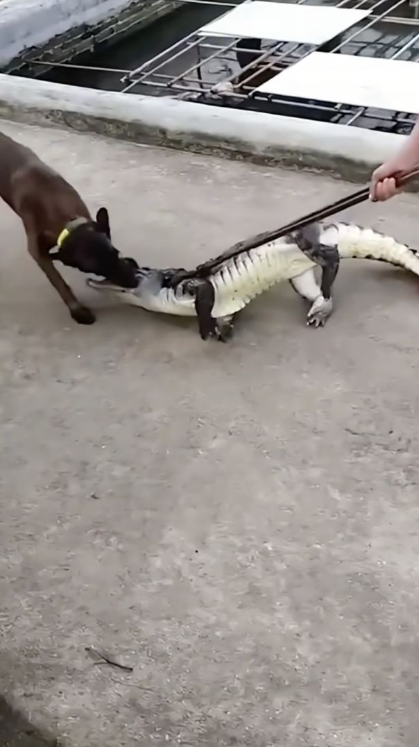 animal